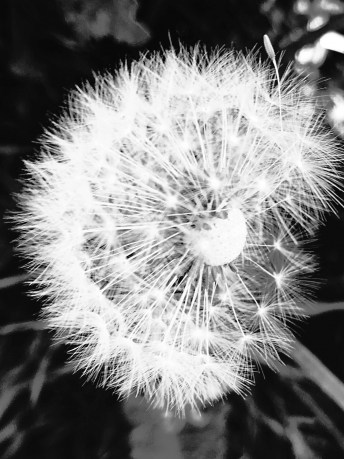 dandelion